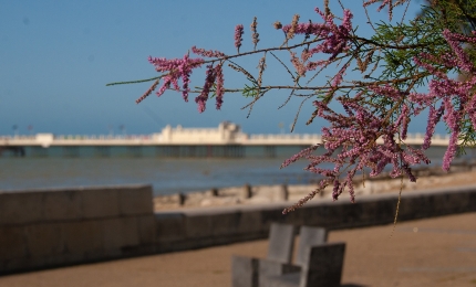 At Splash Point looking toward Worthing Pier by Steven Wilson. 5th August 2025.