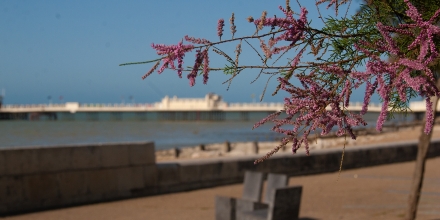Worthing photo: Tree Flowers Splash Point Worthing Pier