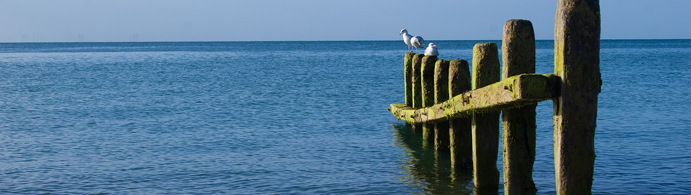 Worthing Beach Groin And Seagulls