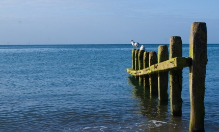 Worthing Beach Groin And Seagulls