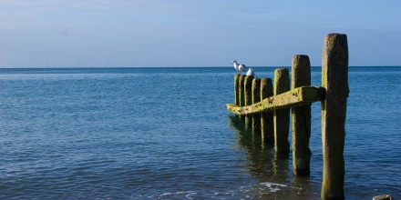 Worthing photo: Worthing Beach Groin And Seagulls