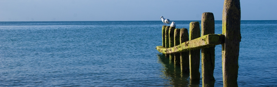 Worthing Beach Groin And Seagulls