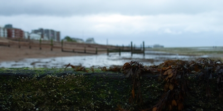 Worthing photo: Worthing Beach Seaweed