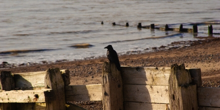 Worthing photo: Worthing Beach Crow
